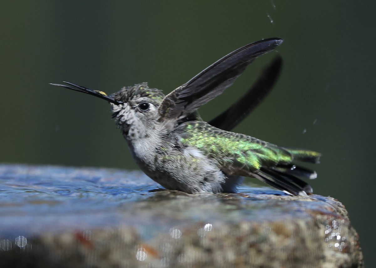 hummingbird sp. - ML620723131