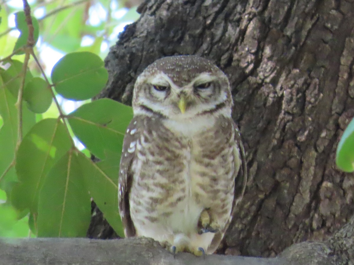 Spotted Owlet - ML620723133