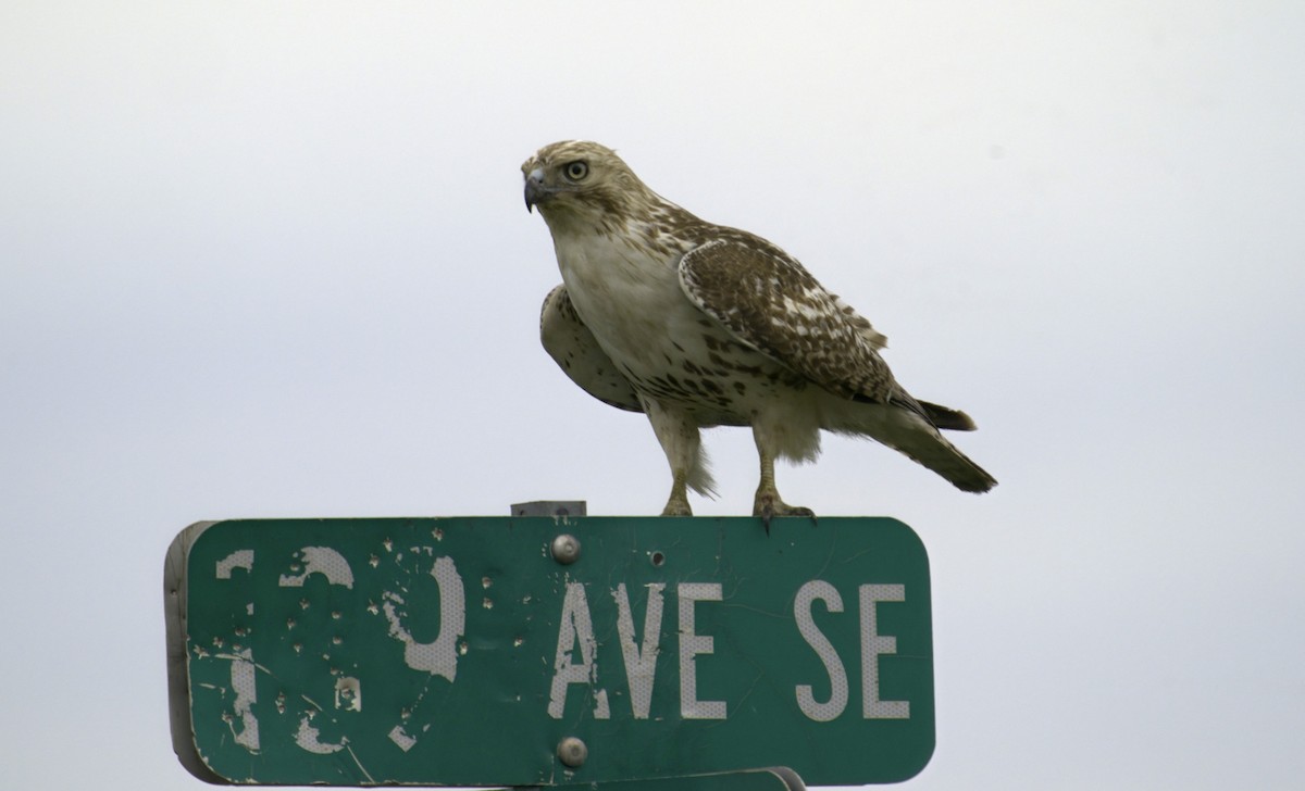 Red-tailed Hawk (Krider's) - ML620723144