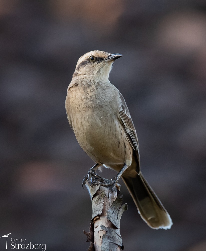 Chalk-browed Mockingbird - George Strozberg