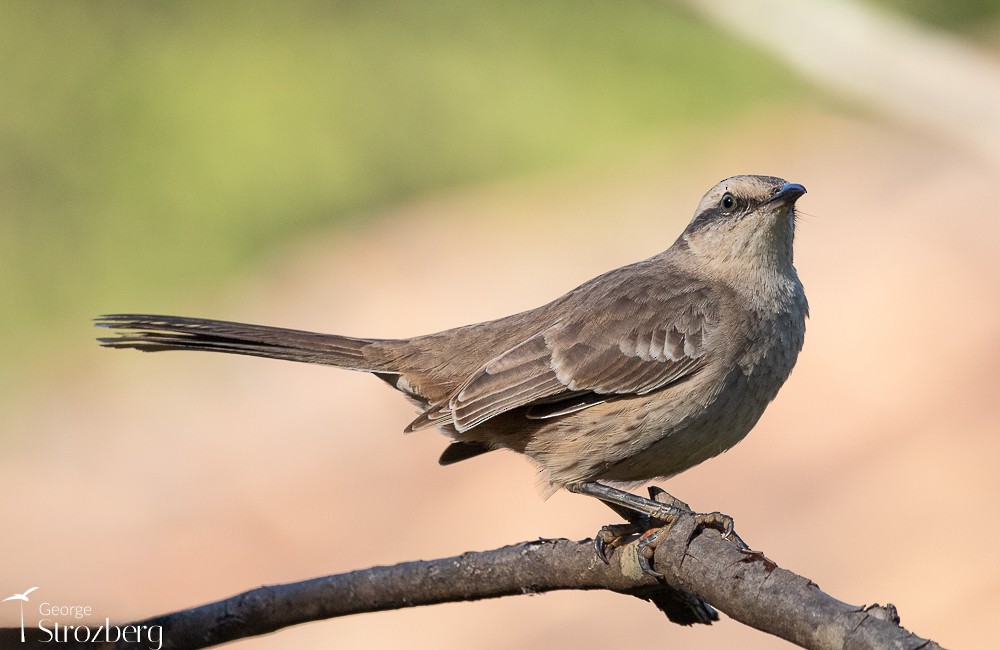 Chalk-browed Mockingbird - George Strozberg