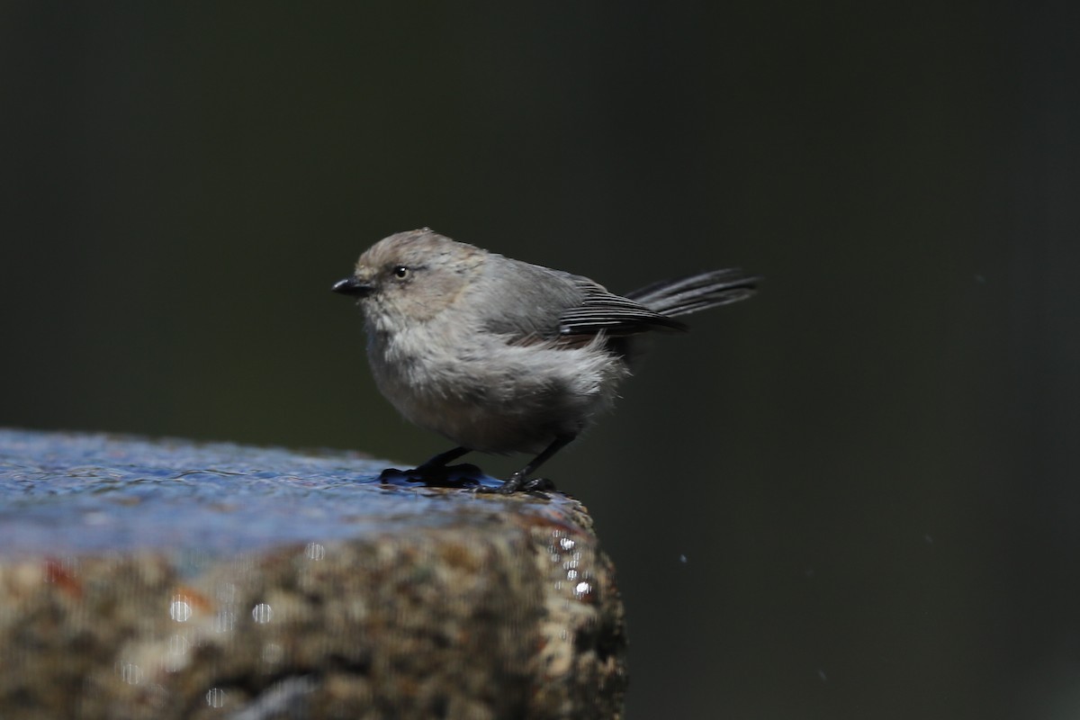 Bushtit - ML620723148