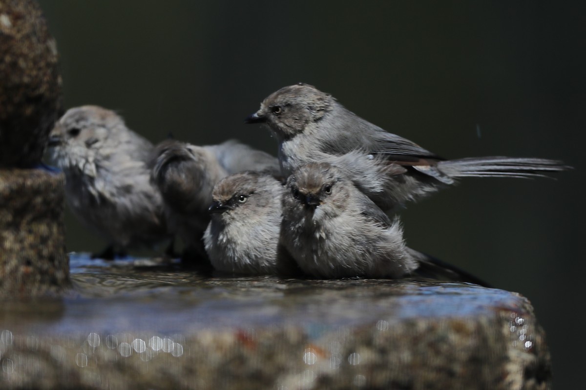 Bushtit - ML620723149