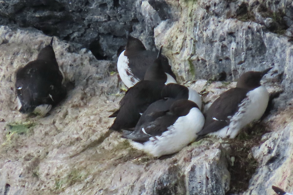 Common Murre - Peter & Jane Wolfe