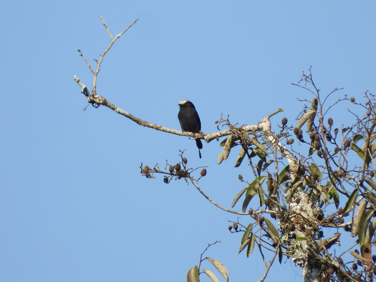 Long-tailed Tyrant - ML620723154