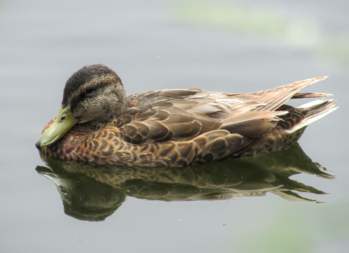 Canard colvert - ML620723156