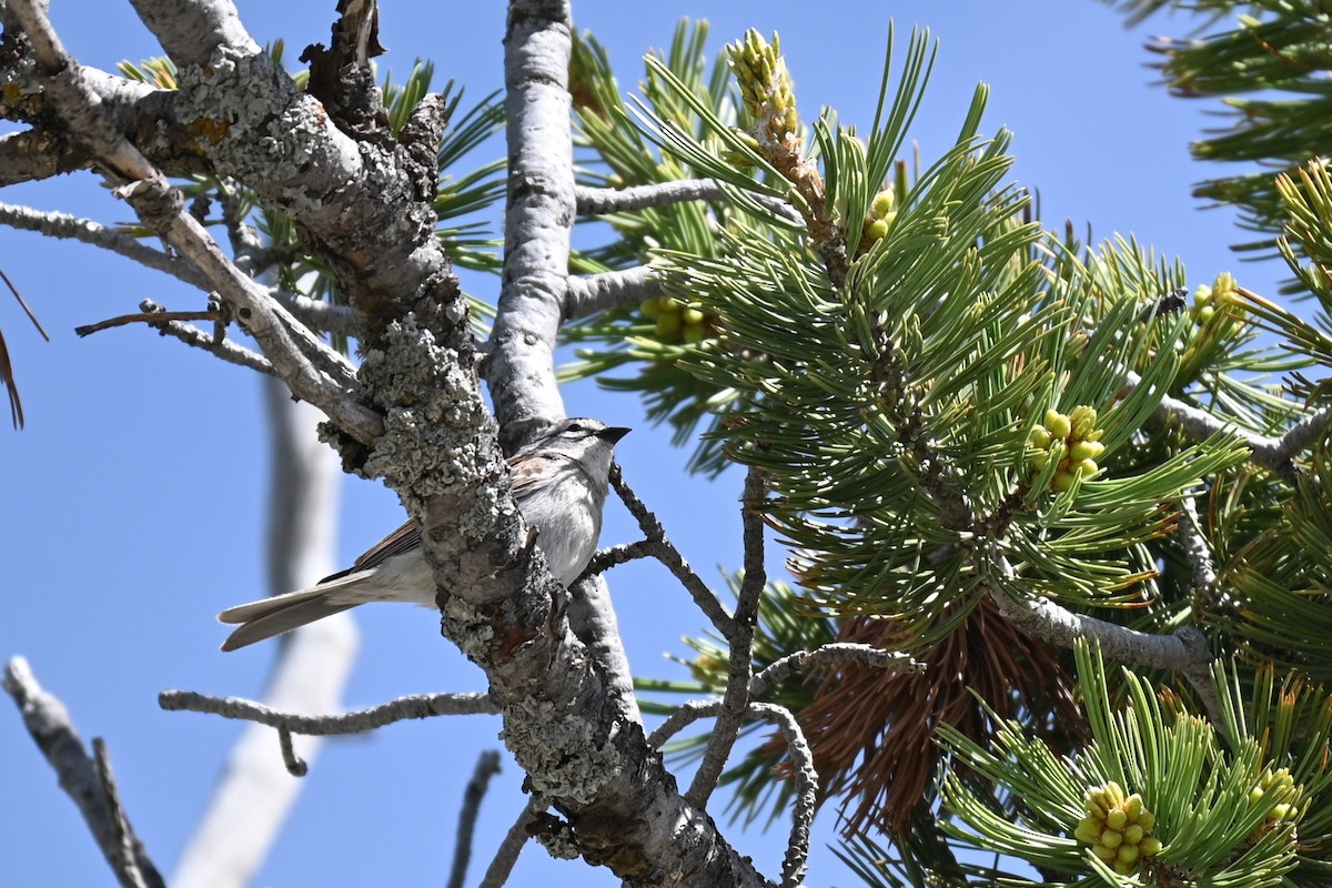 Chipping Sparrow - ML620723160