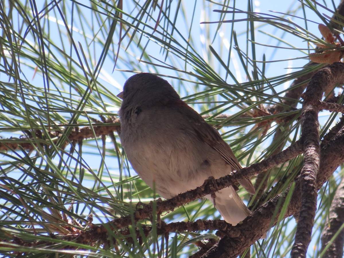 Dark-eyed Junco (Gray-headed) - ML620723161