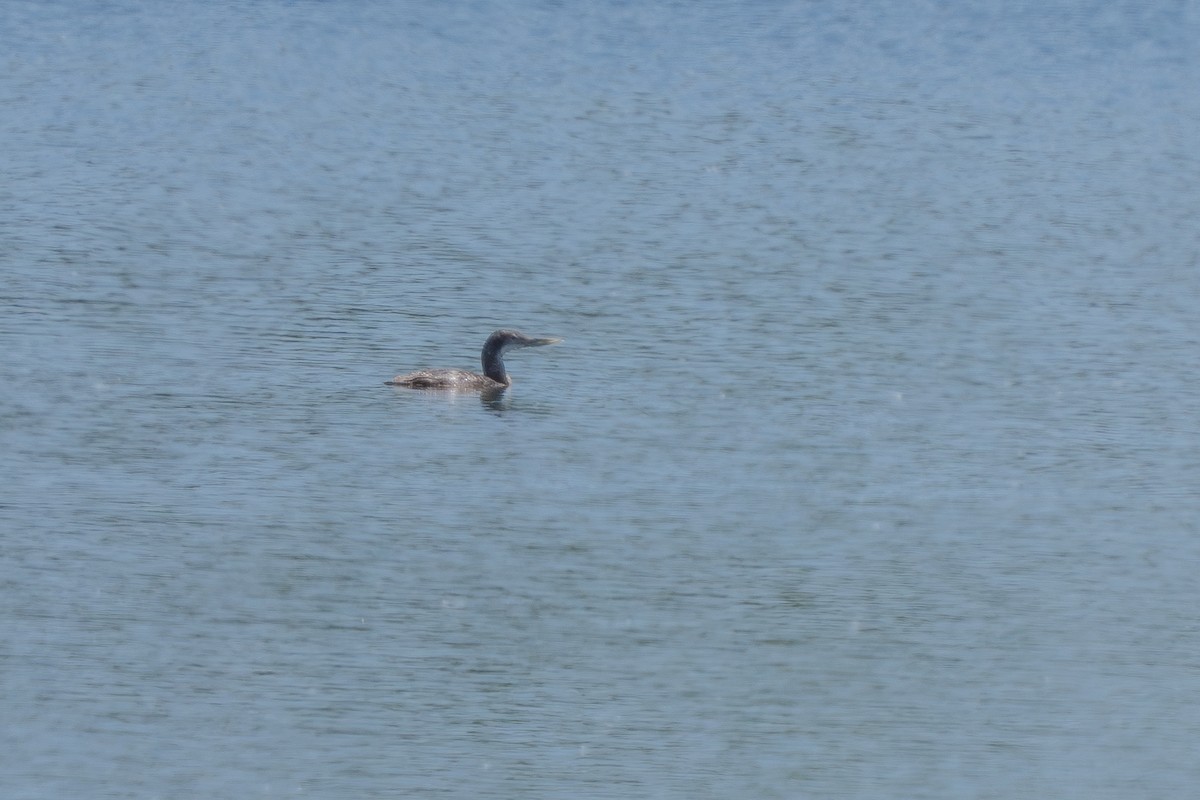 Yellow-billed Loon - Robert Raker