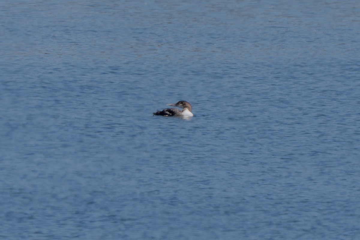 Yellow-billed Loon - ML620723165