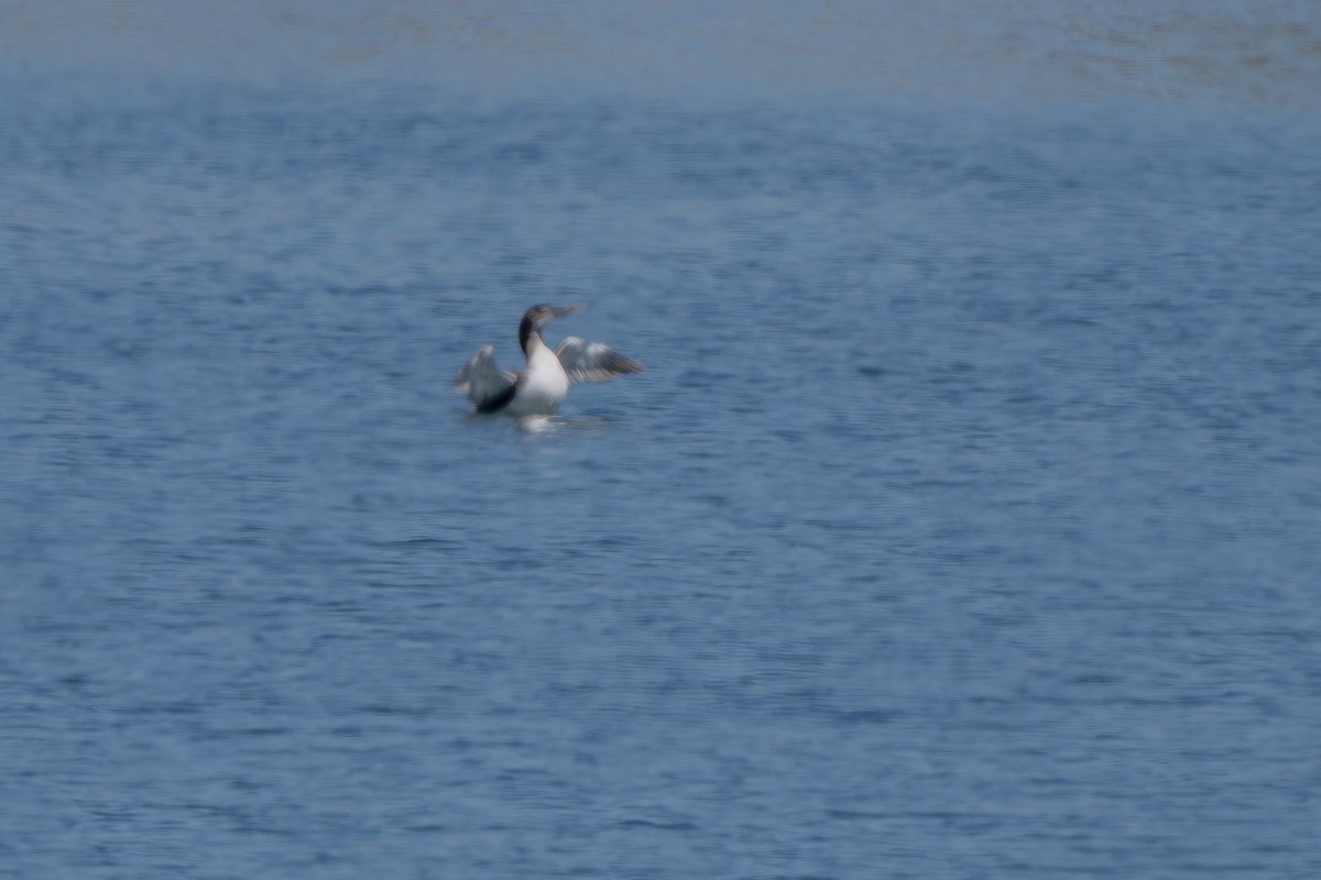 Yellow-billed Loon - ML620723166