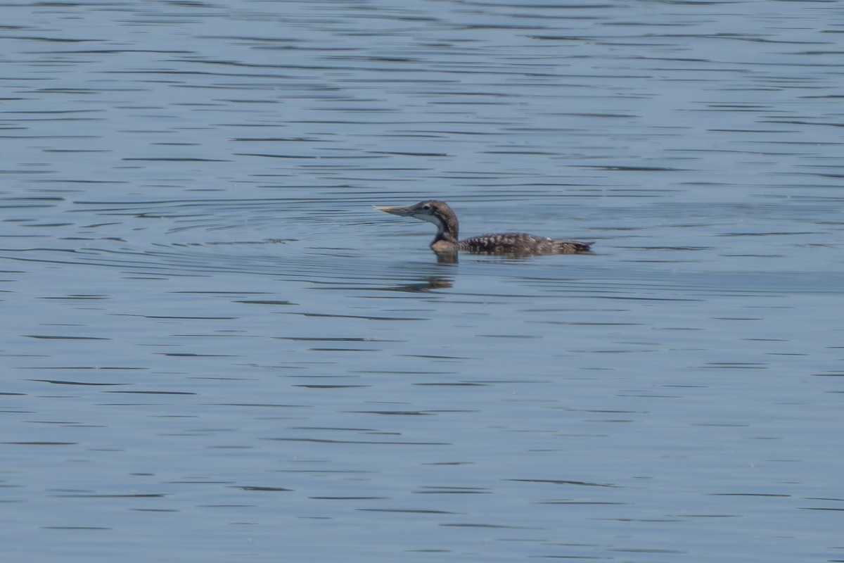 Yellow-billed Loon - ML620723168