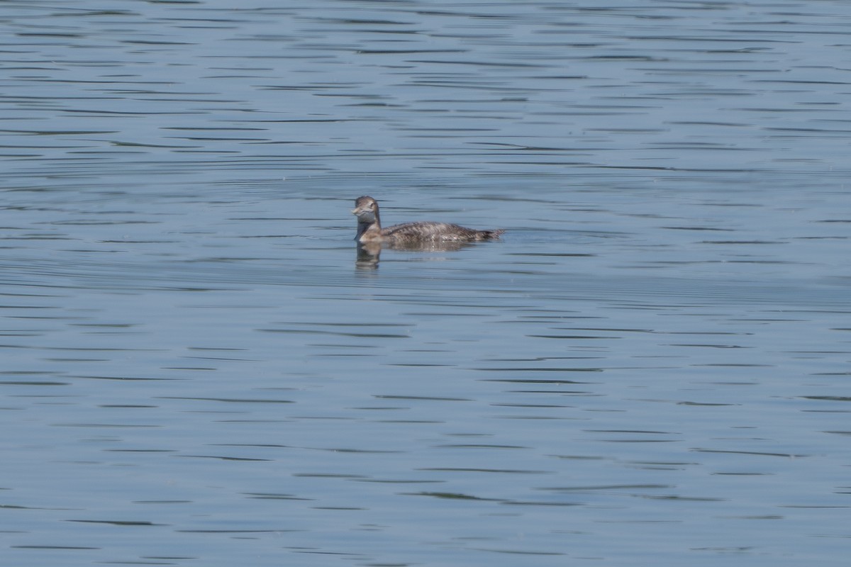 Yellow-billed Loon - ML620723169