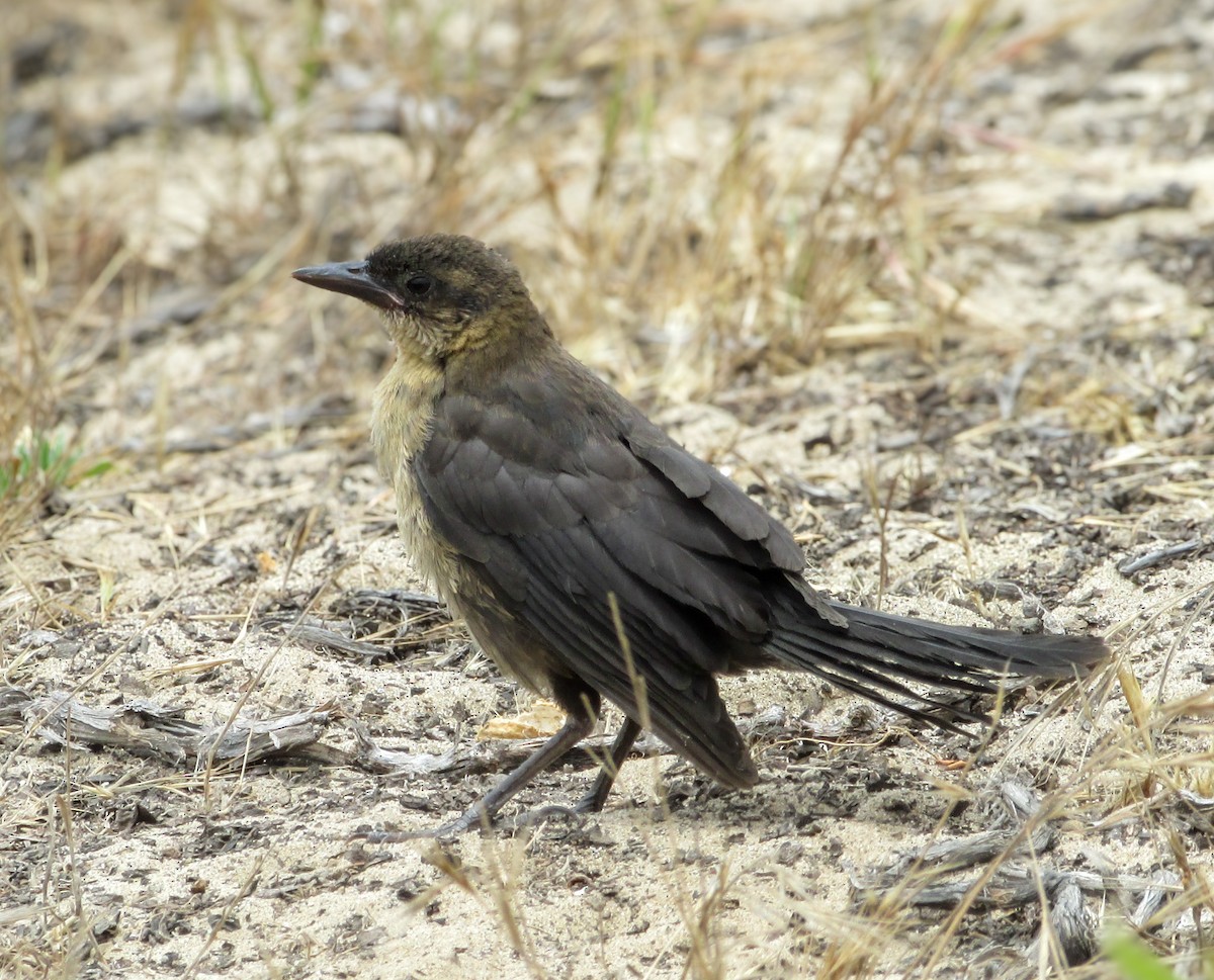 Great-tailed Grackle - ML620723172