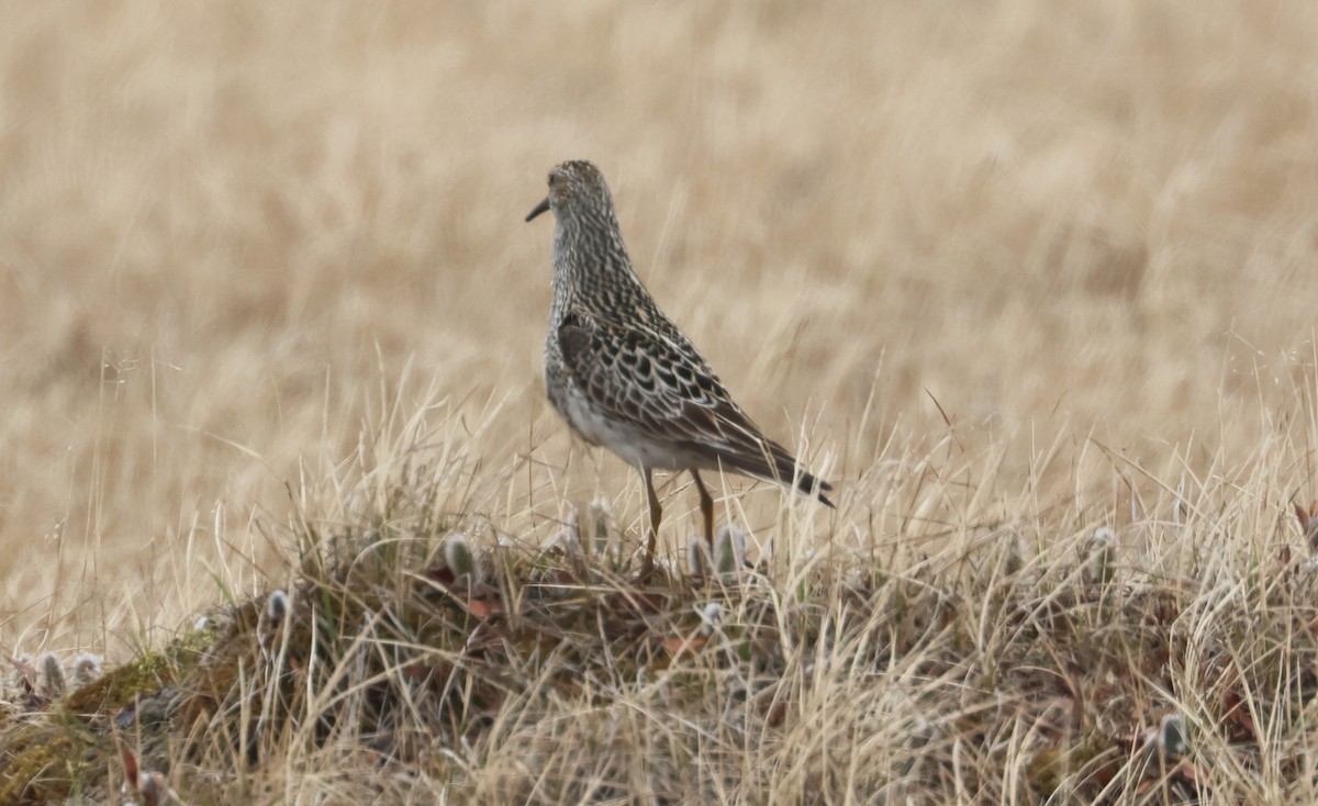 Graubrust-Strandläufer - ML620723174