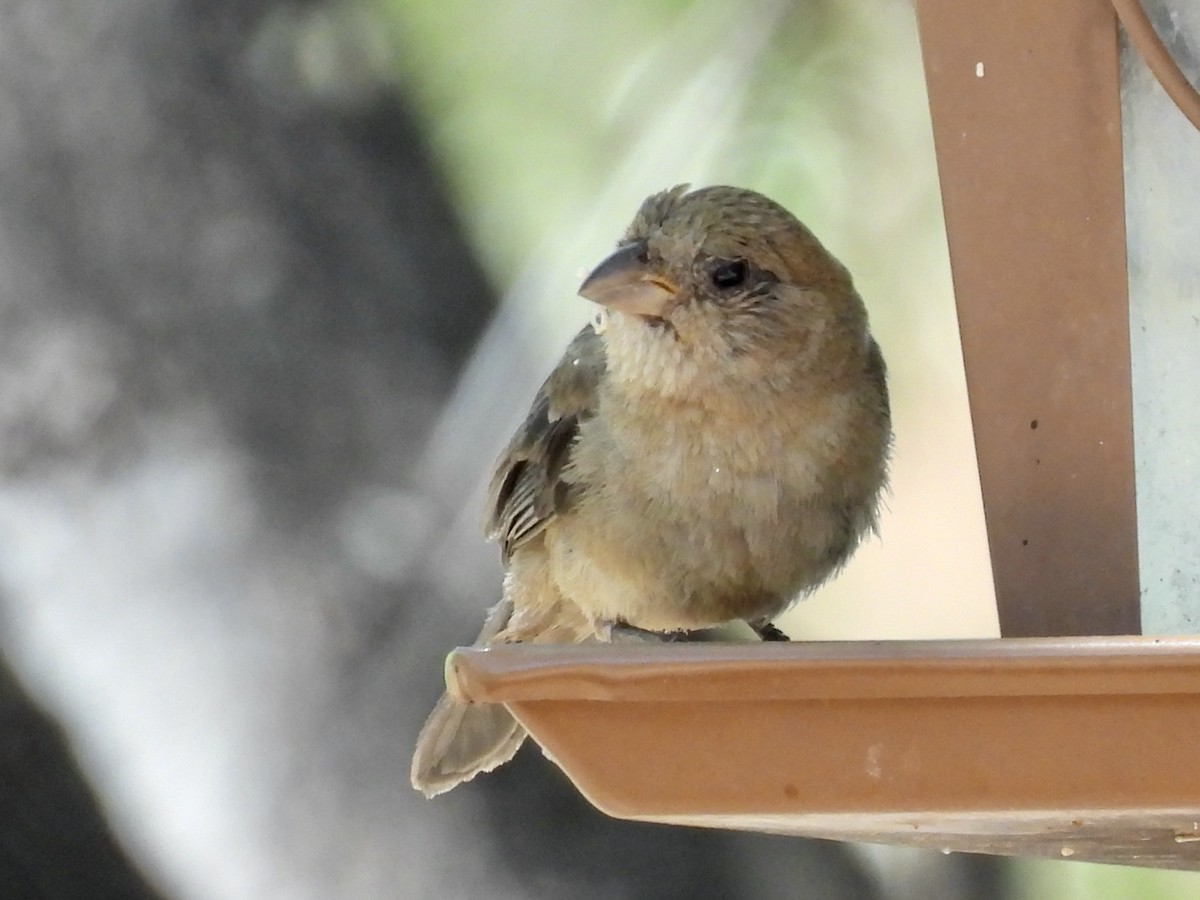 Varied Bunting - ML620723175