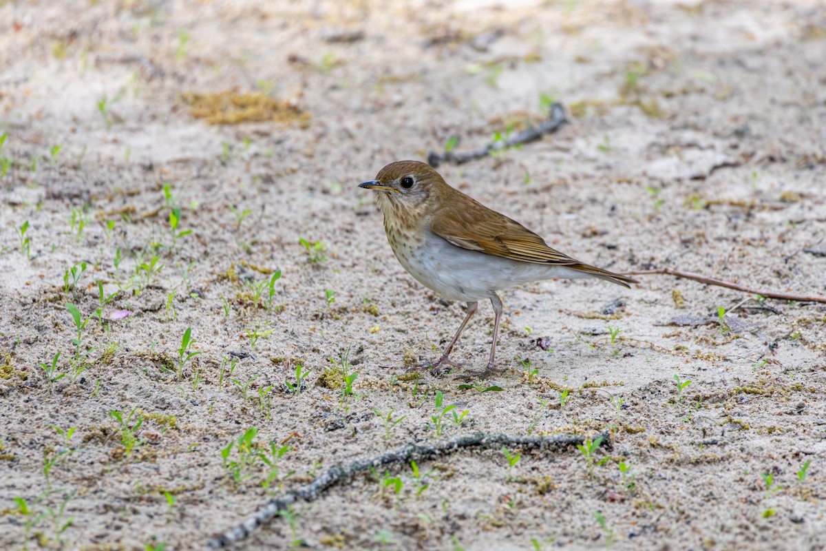 Veery - ML620723178