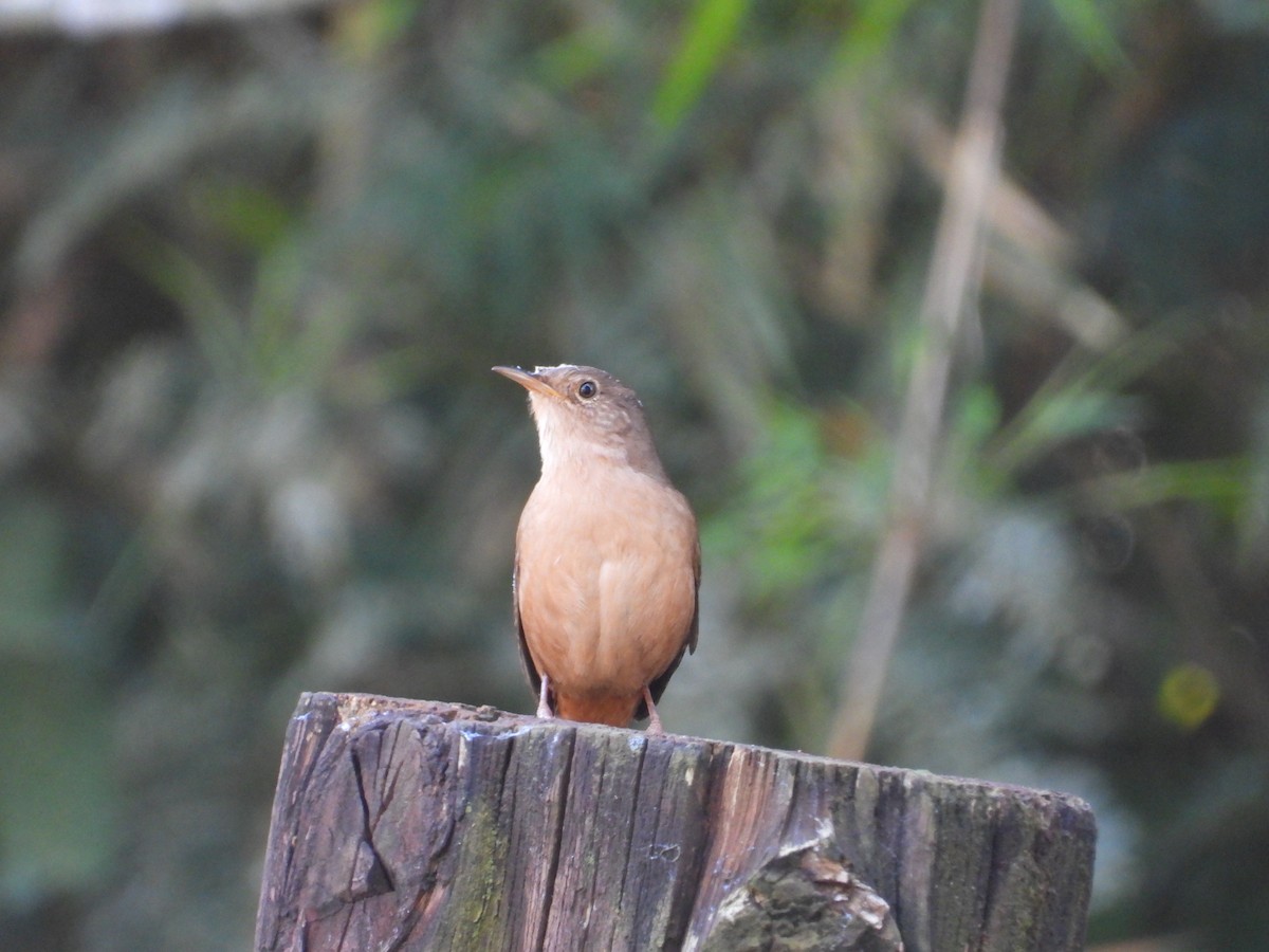 House Wren - ML620723179