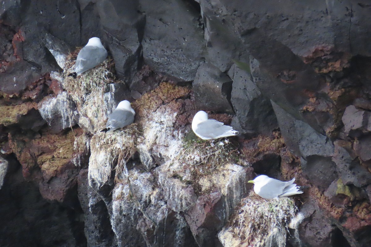 Black-legged Kittiwake - ML620723182