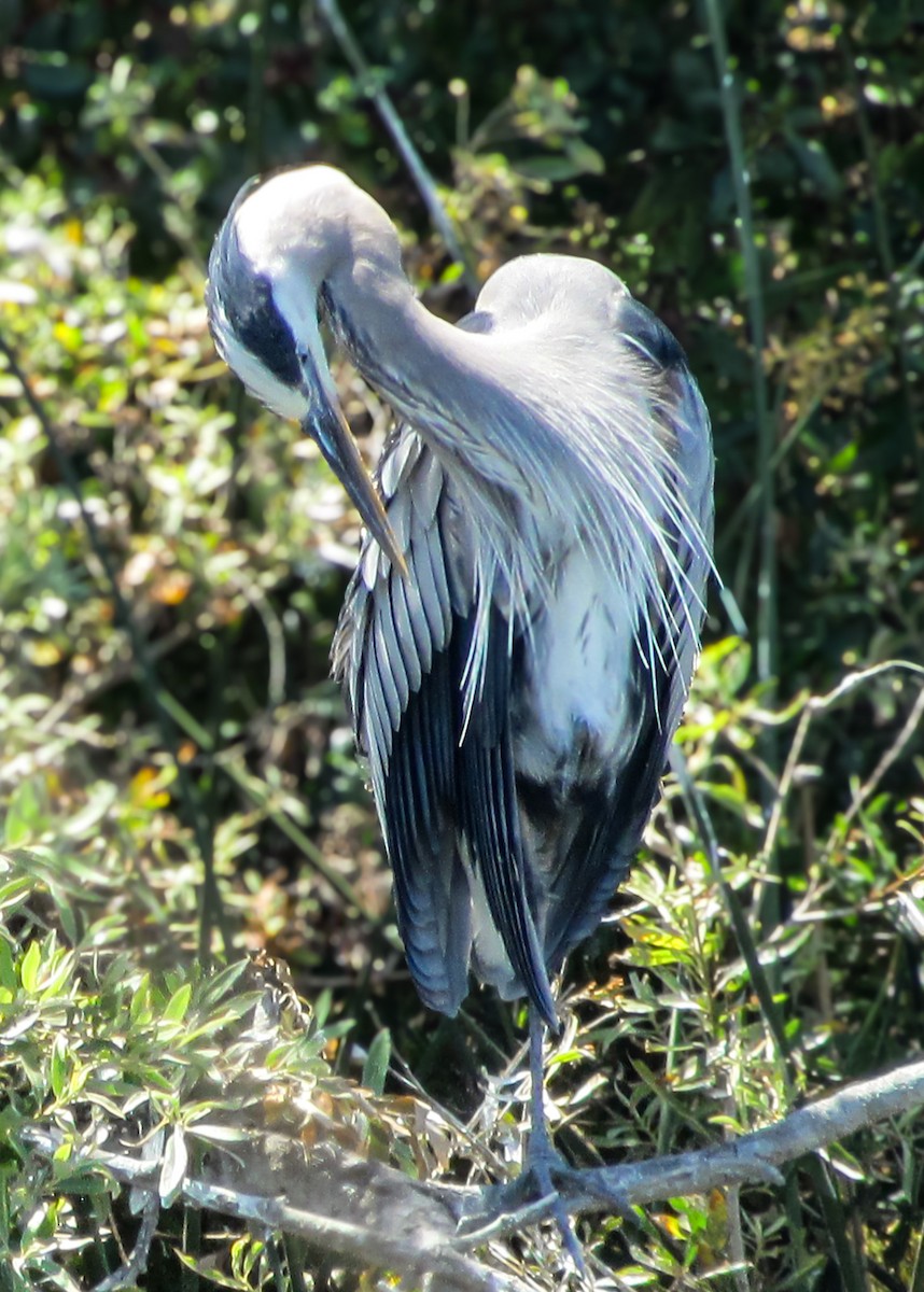 Great Blue Heron - ML620723183