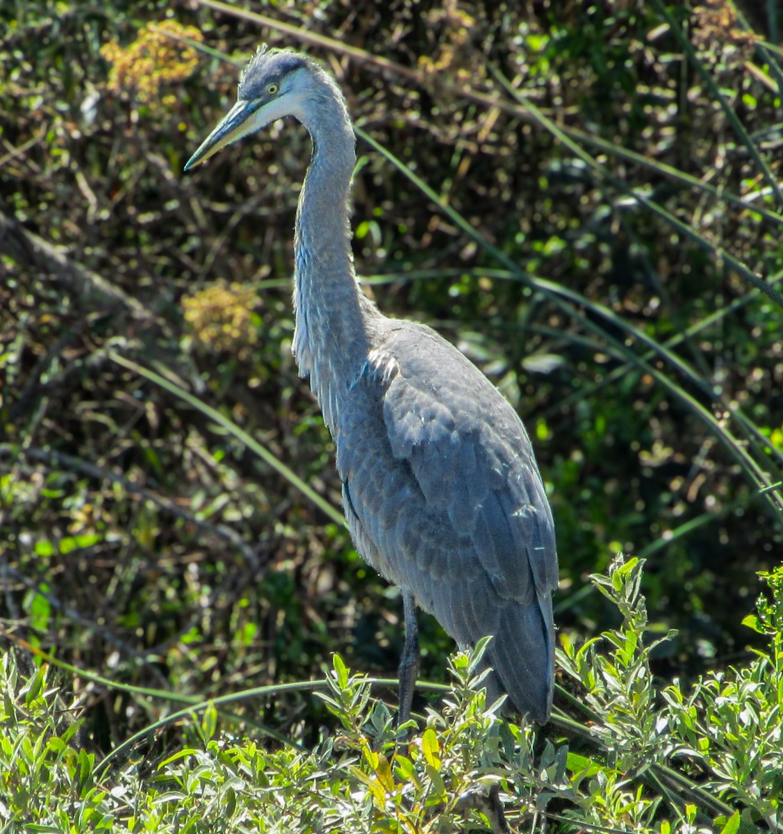 Great Blue Heron - ML620723187