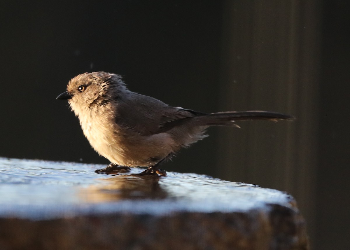 Bushtit - ML620723191