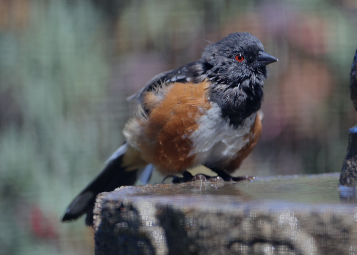 Spotted Towhee - ML620723208