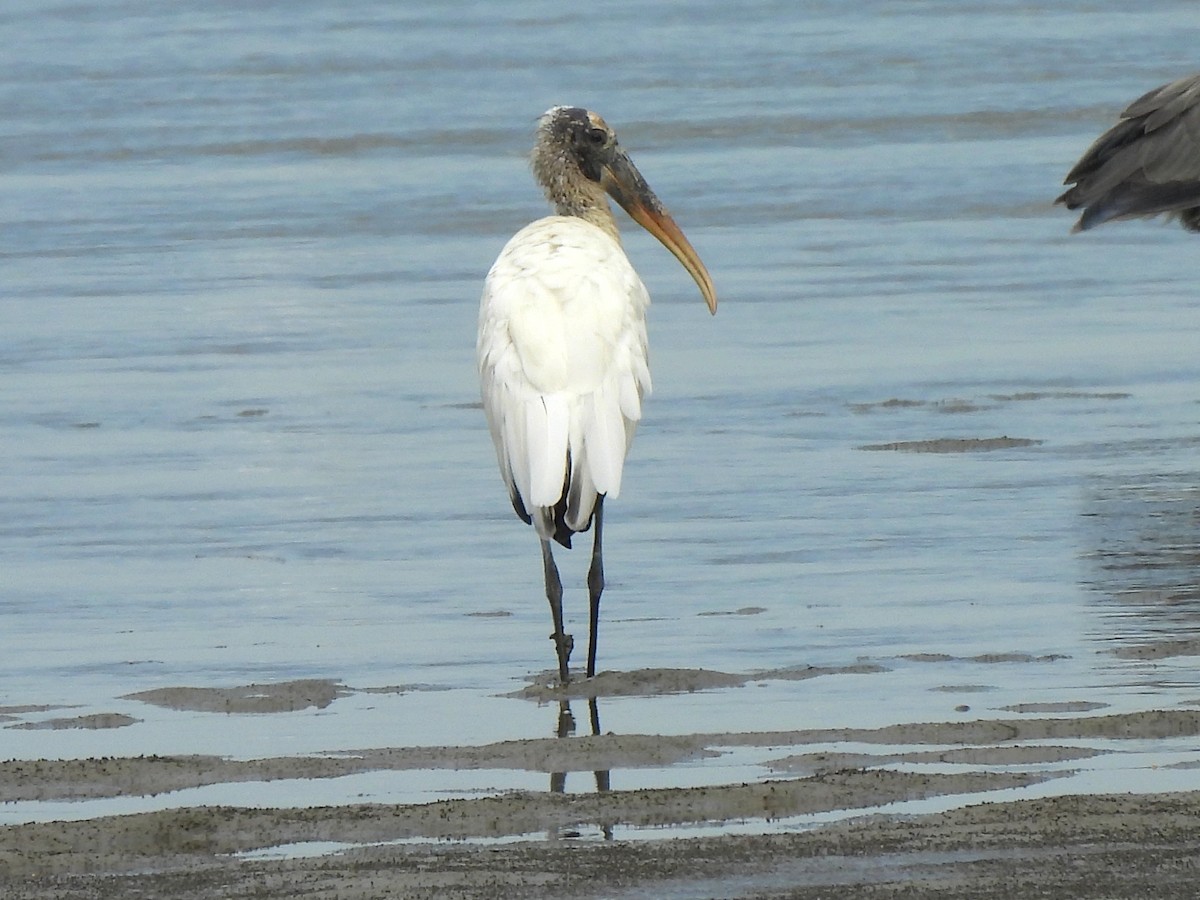 Wood Stork - ML620723210