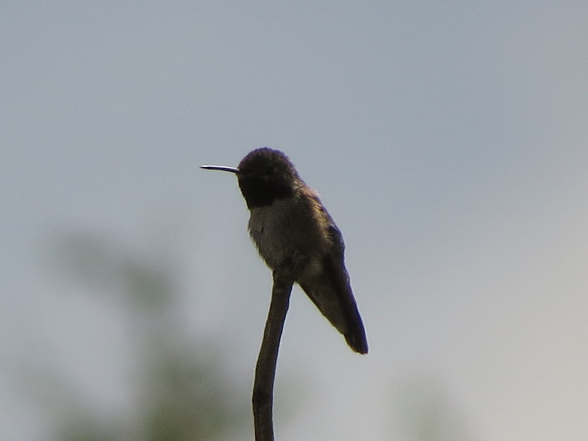 Broad-tailed Hummingbird - ML620723219