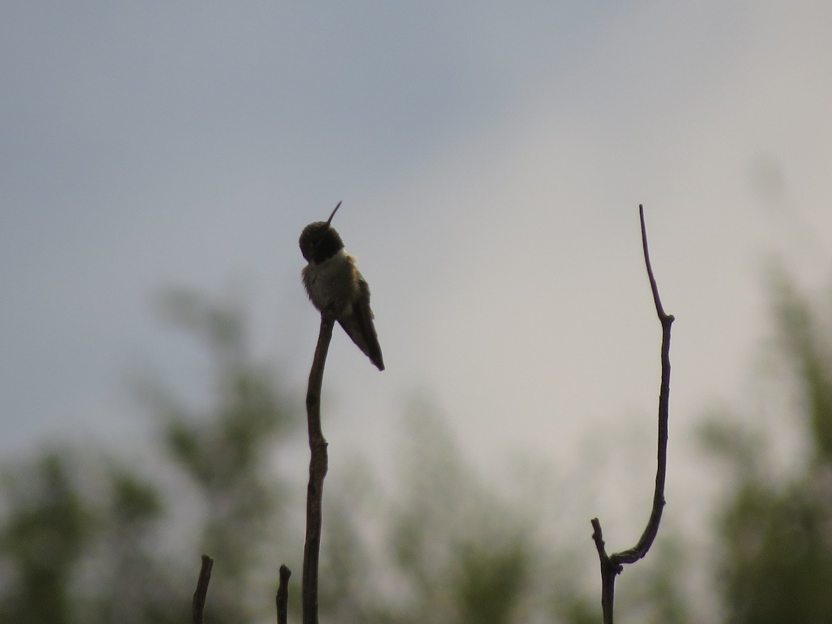 Broad-tailed Hummingbird - ML620723220