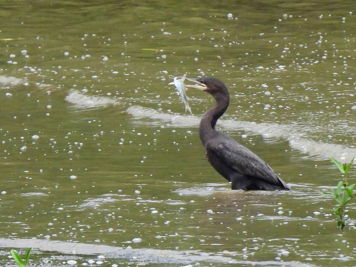 Neotropic Cormorant - ML620723221