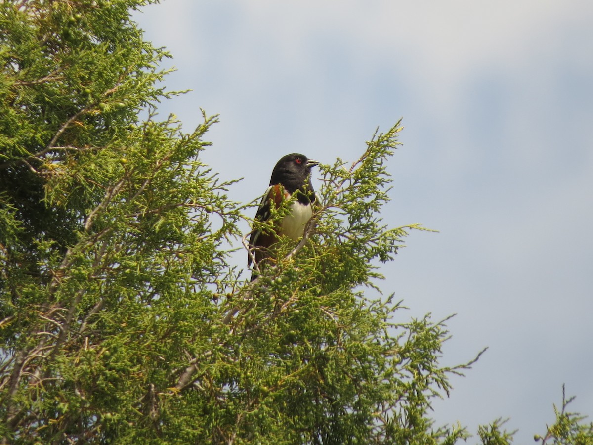 Spotted Towhee - ML620723224