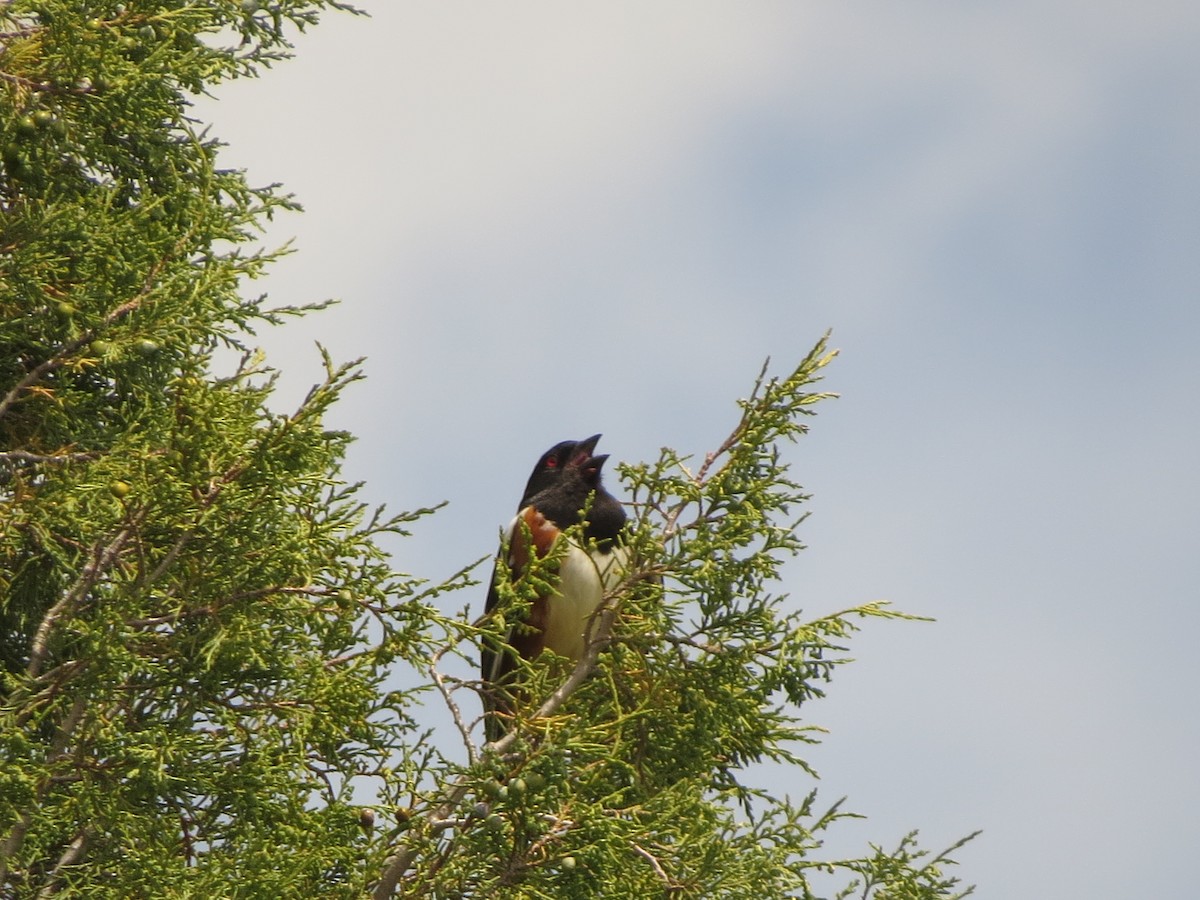 Spotted Towhee - ML620723226