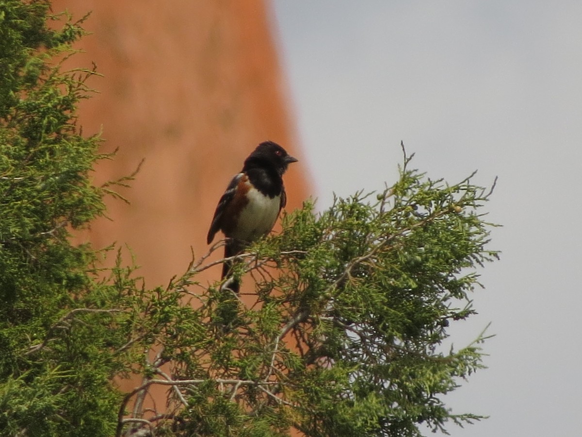 Spotted Towhee - Melanie Mitchell