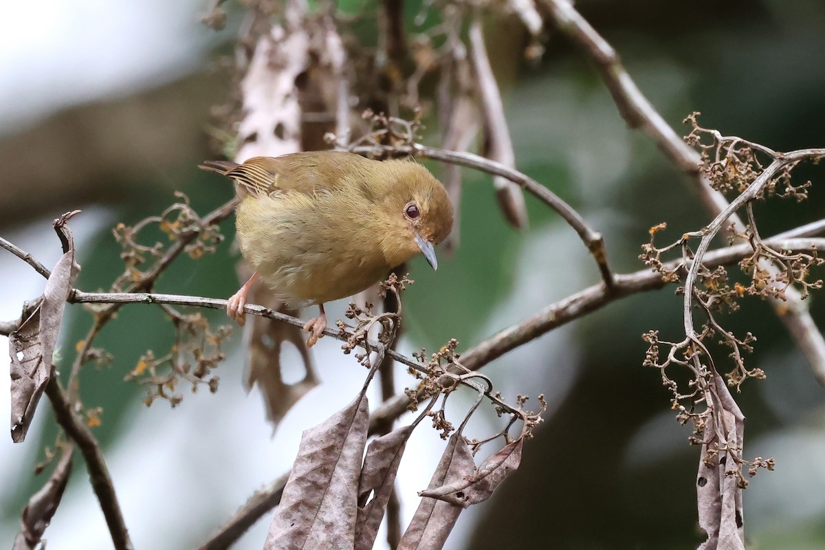 Large-billed Scrubwren - ML620723236