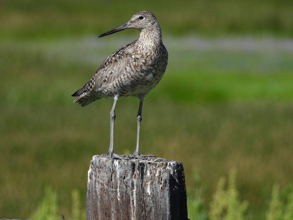 Willet - ML620723237