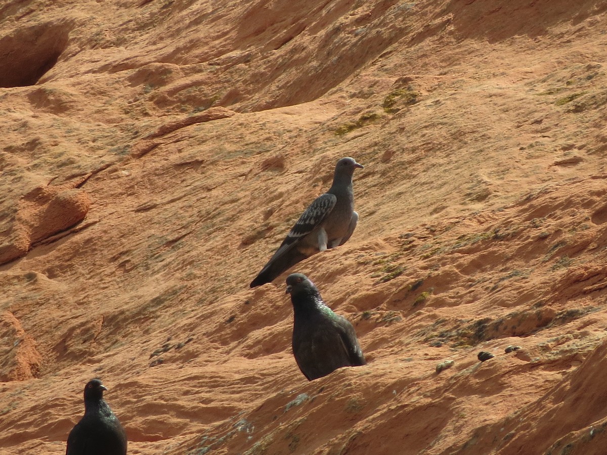 Rock Pigeon (Feral Pigeon) - ML620723245