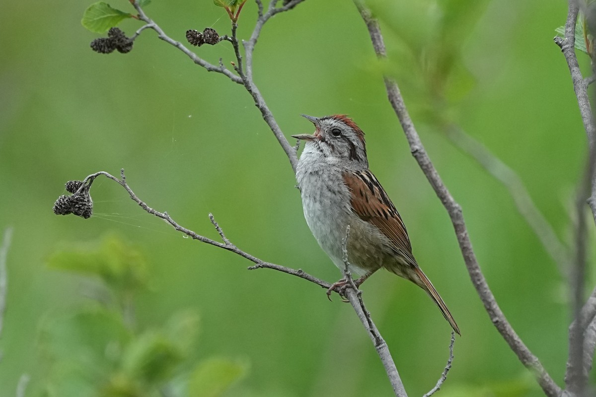 Swamp Sparrow - ML620723251