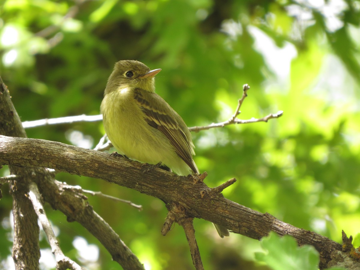 Western Flycatcher - ML620723262