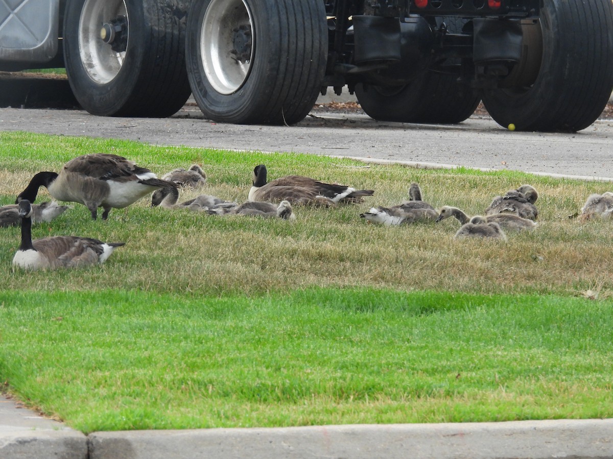 Canada Goose - ML620723266