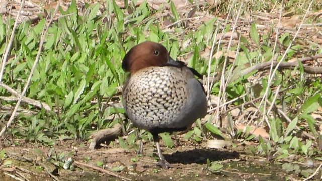 Maned Duck - ML620723268