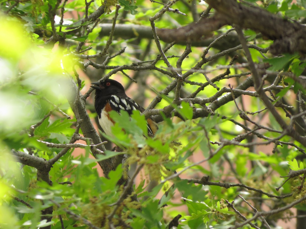 Spotted Towhee - ML620723273