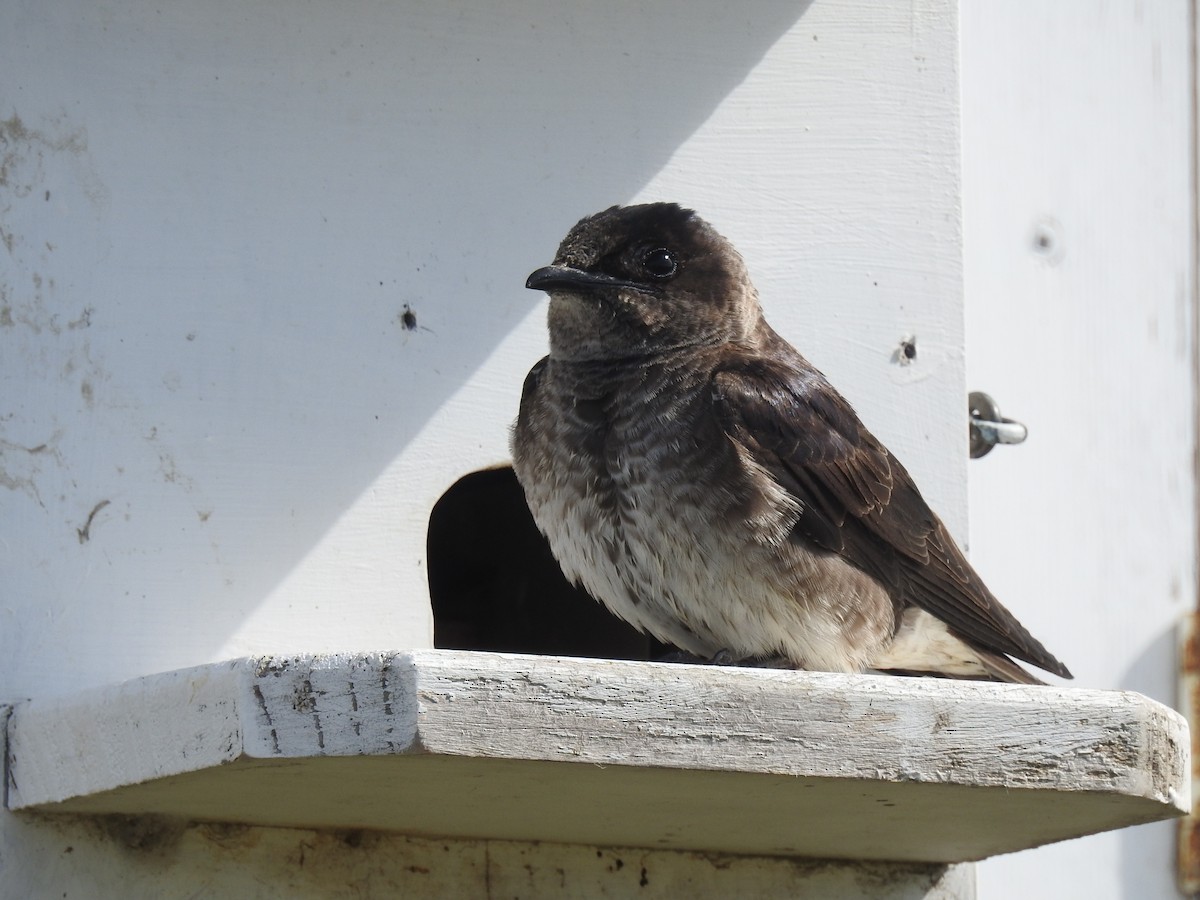 Purple Martin - ML620723274