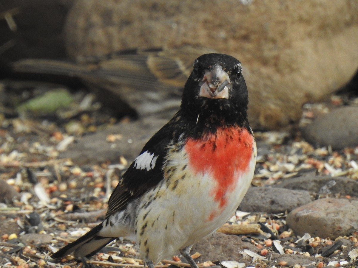 Rose-breasted Grosbeak - ML620723276