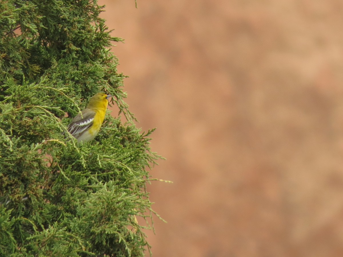 Bullock's Oriole - ML620723279