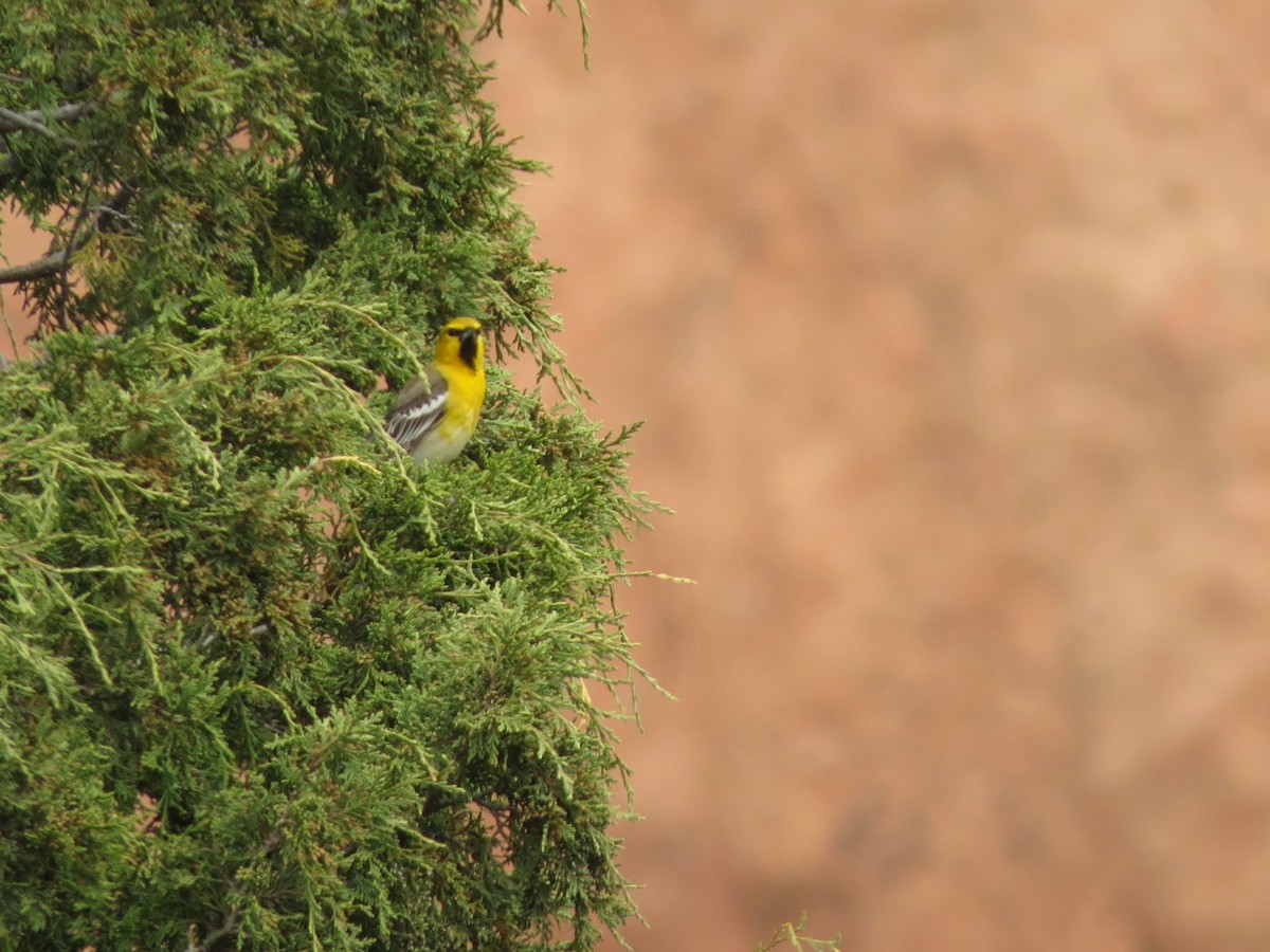 Bullock's Oriole - ML620723280