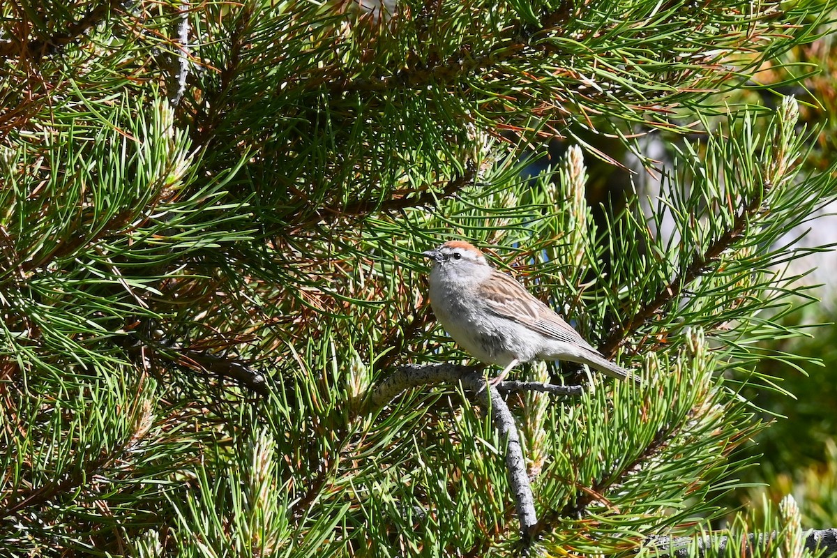 Chipping Sparrow - Shank Kulkarni
