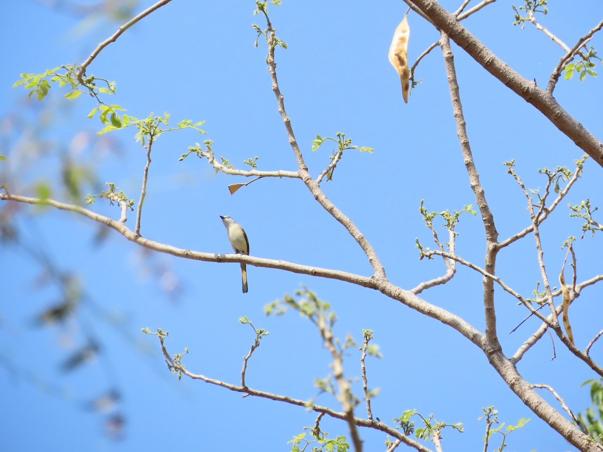 Minivet Chico - ML620723282