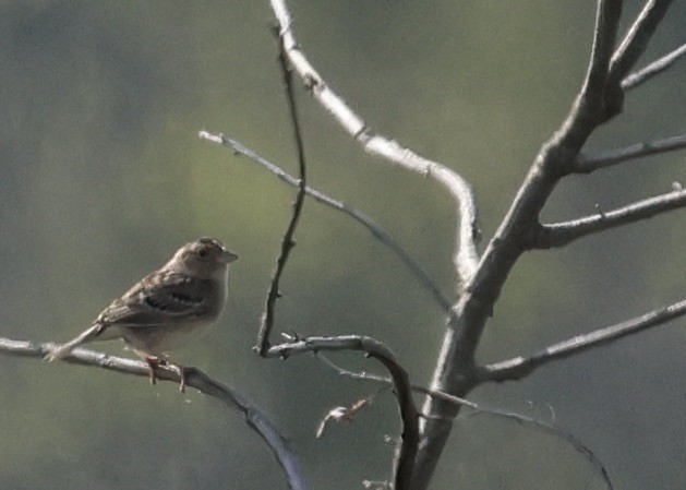 Grasshopper Sparrow - ML620723283