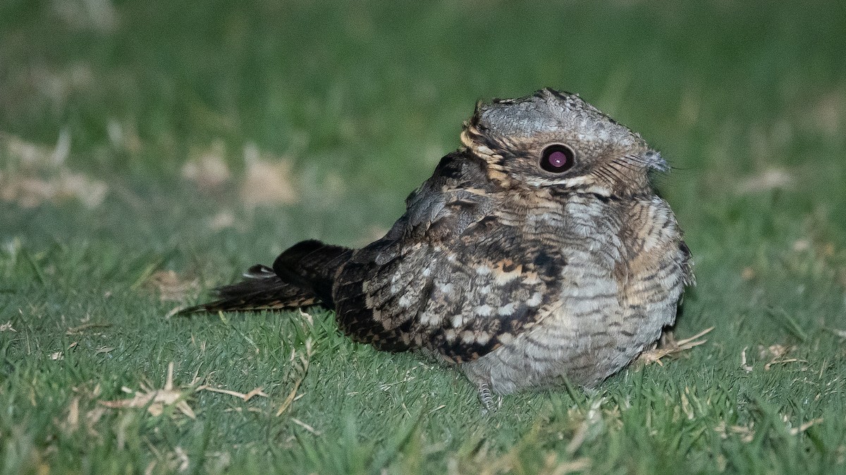 Red-necked Nightjar - ML620723294